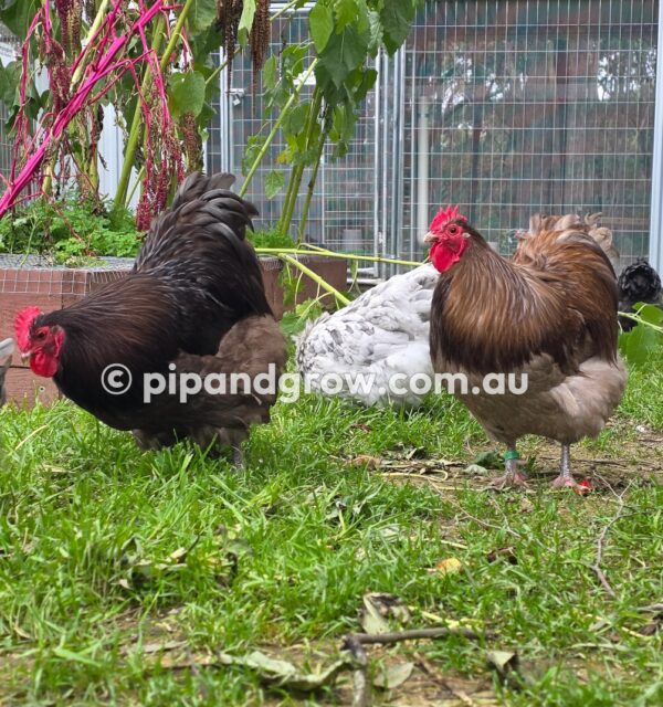 Mauve & Chocolate Bantam Orpington Fertile egg (each) - Image 6