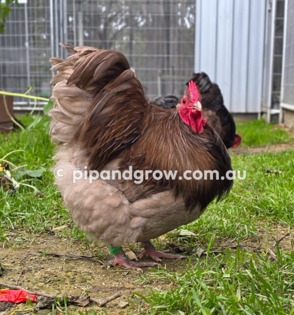 Mauve & Chocolate Bantam Orpington Fertile egg (each) - Image 10
