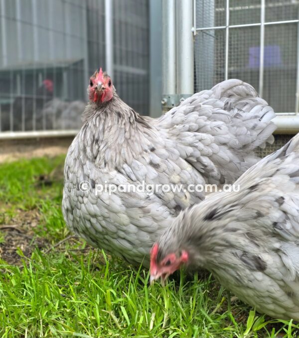 Mauve & Chocolate Bantam Orpington Fertile egg (each) - Image 28