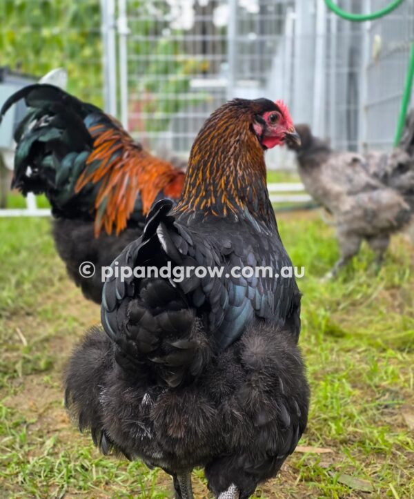 Copper Marans Fertile egg (each) - Image 12