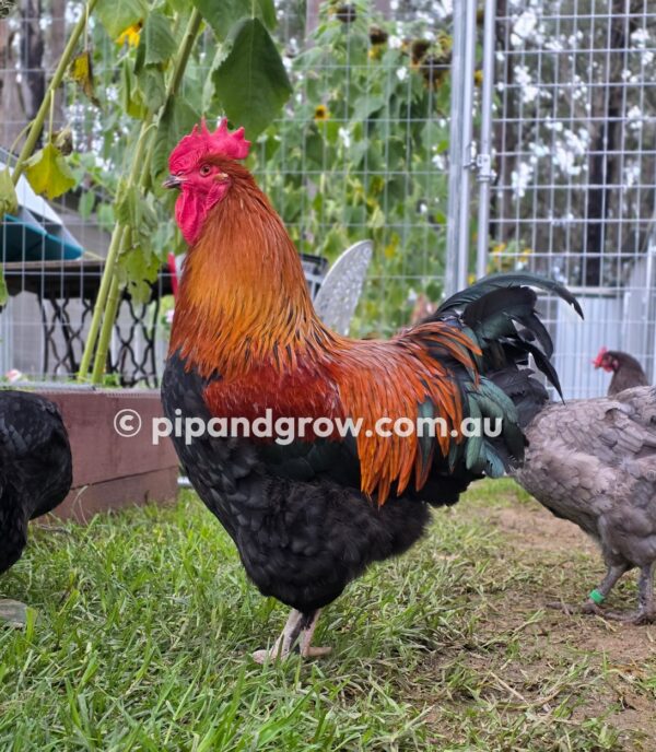 Copper Marans Fertile egg (each) - Image 18