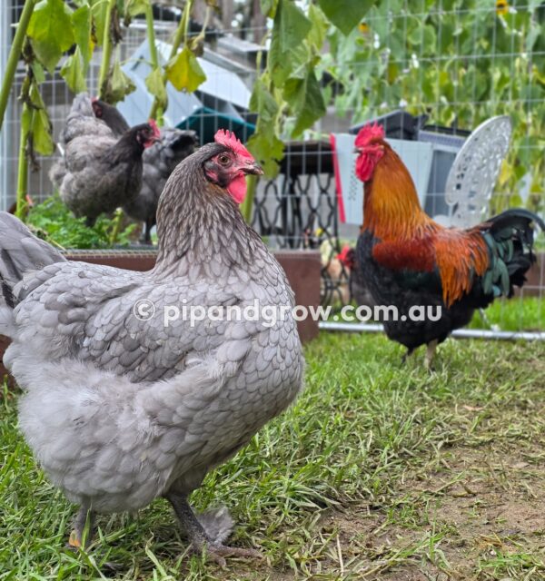Copper Marans Fertile egg (each) - Image 26