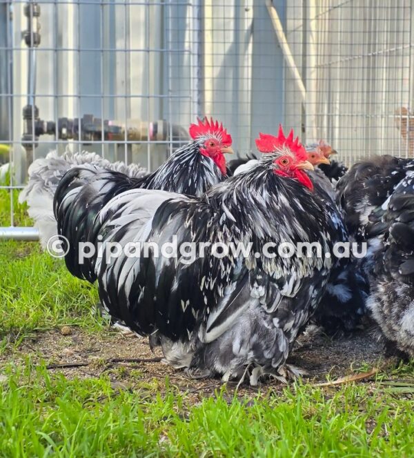 Pekin Black & Blue Mottled Fertile egg (each) - Image 11