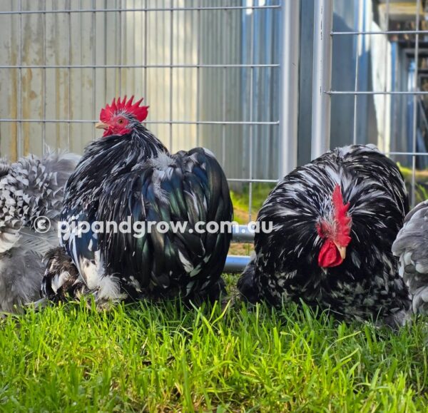 Pekin Black & Blue Mottled Fertile egg (each) - Image 17