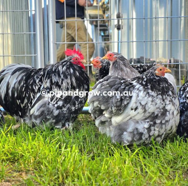 Pekin Black & Blue Mottled Fertile egg (each) - Image 12