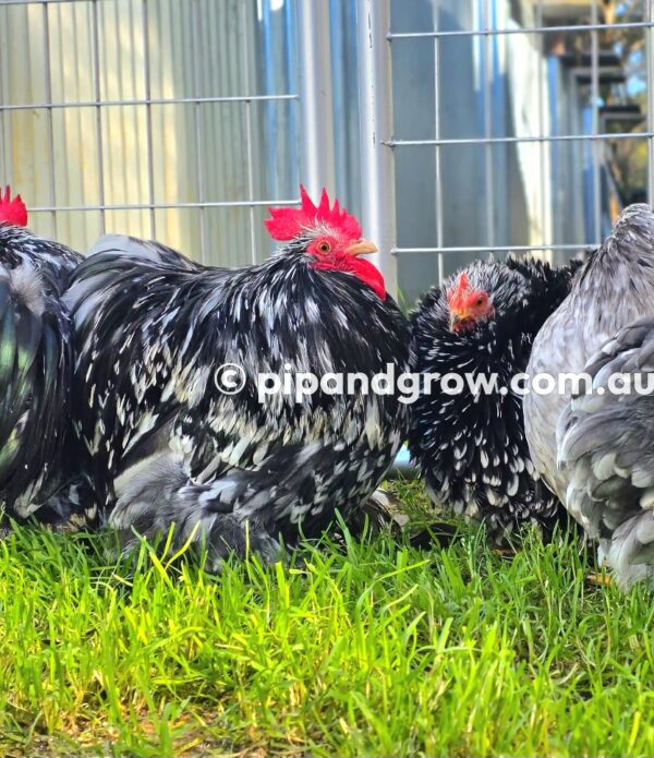Pekin Black & Blue Mottled Fertile egg (each) - Image 24