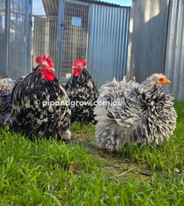 Pekin Black & Blue Mottled Fertile egg (each) - Image 21