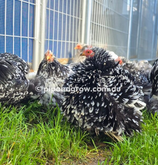 Pekin Black & Blue Mottled Fertile egg (each) - Image 9
