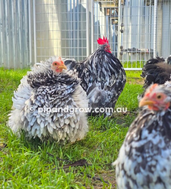 Pekin Black & Blue Mottled Fertile egg (each) - Image 6
