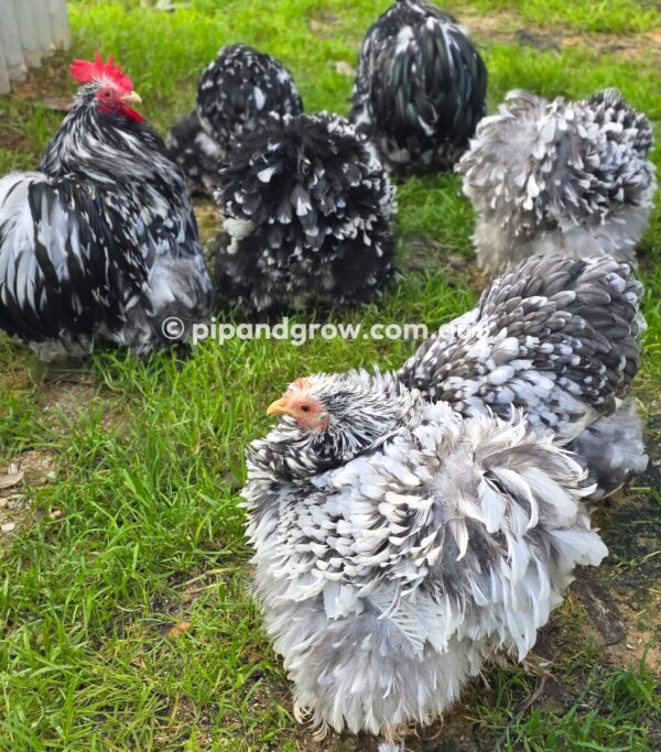 Pekin Black & Blue Mottled Fertile egg (each) - Image 25