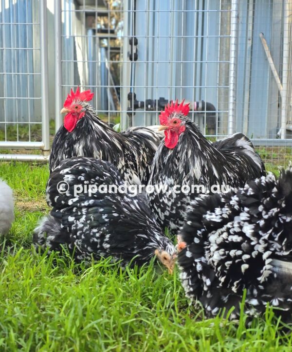 Pekin Black & Blue Mottled Fertile egg (each) - Image 5