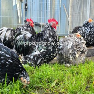 Pekin Black & Blue Mottled Fertile egg (each)