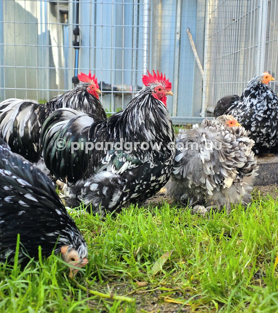 Pekin Black & Blue Mottled Fertile egg (each)