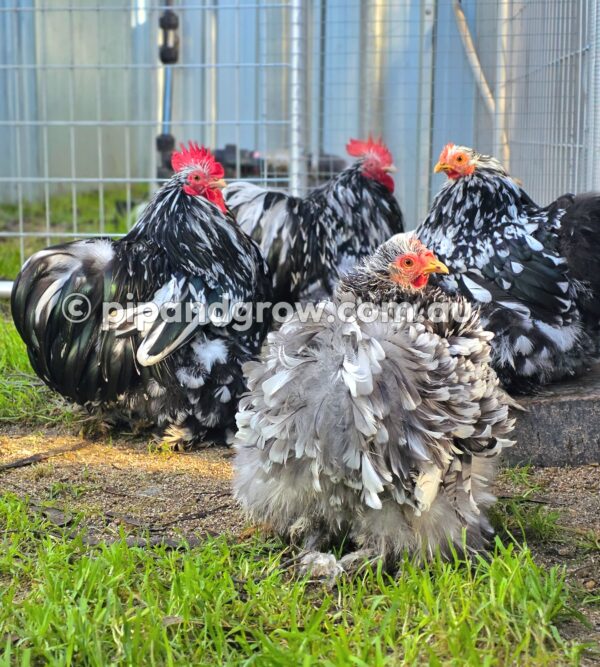 Pekin Black & Blue Mottled Fertile egg (each) - Image 14