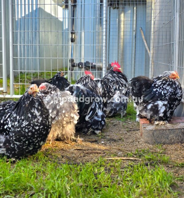 Pekin Black & Blue Mottled Fertile egg (each) - Image 20
