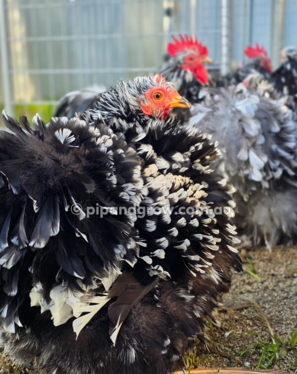 Pekin Black & Blue Mottled Fertile egg (each) - Image 18