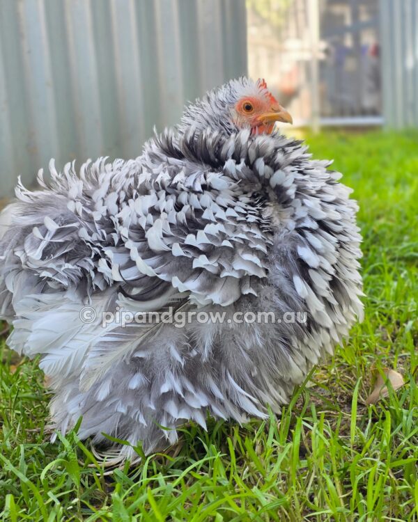 Pekin Black & Blue Mottled Fertile egg (each) - Image 19