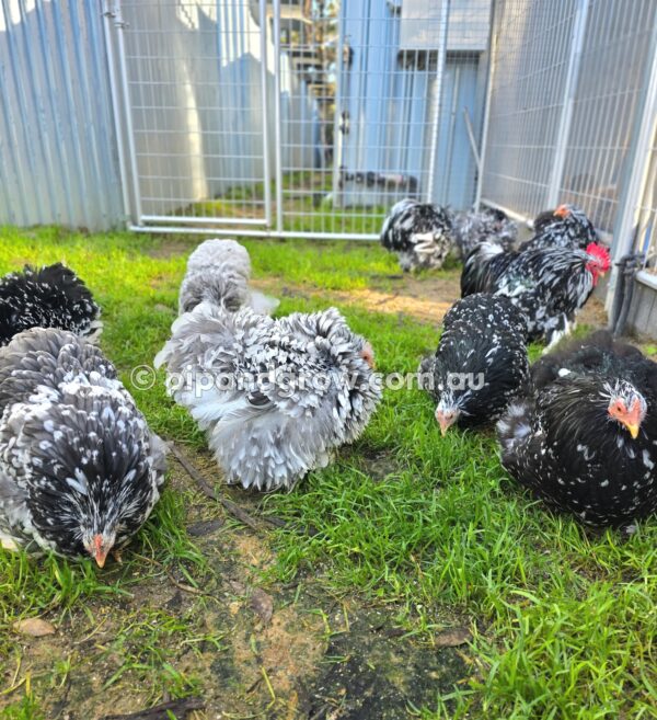 Pekin Black & Blue Mottled Fertile egg (each) - Image 22