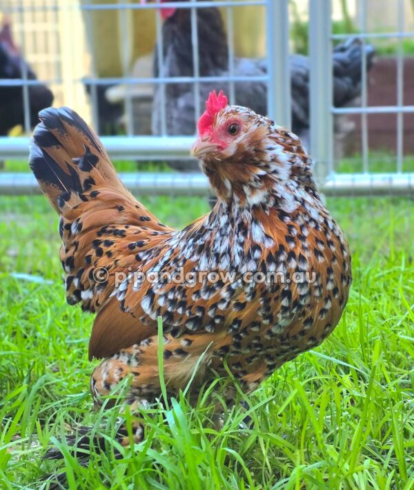 Belgian D'uccle Fertile egg (each) - Image 9