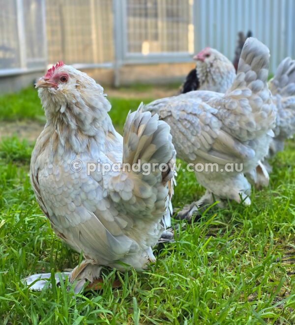 Belgian D'uccle Fertile egg (each) - Image 23