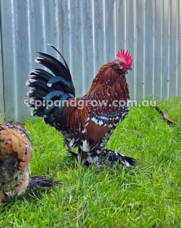 Belgian D'uccle Fertile egg (each) - Image 5