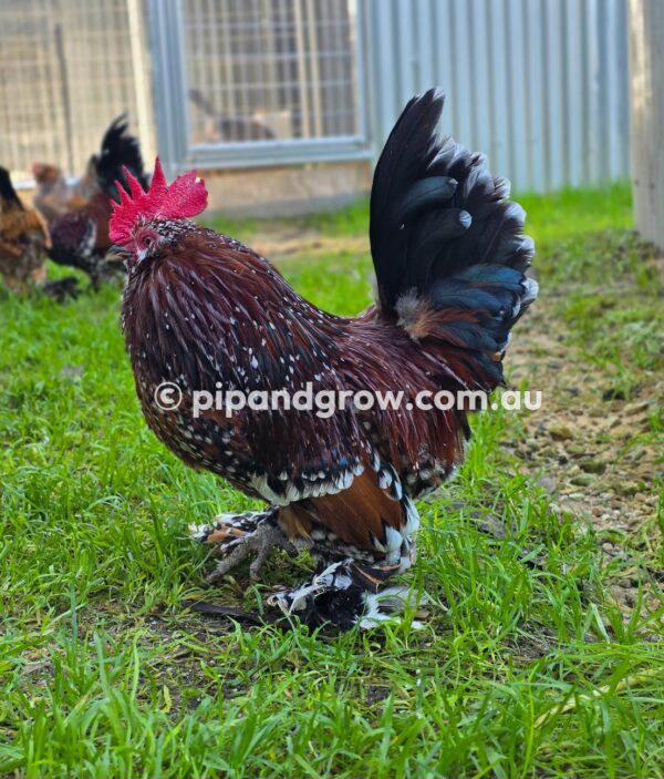 Belgian D'uccle Fertile egg (each) - Image 24
