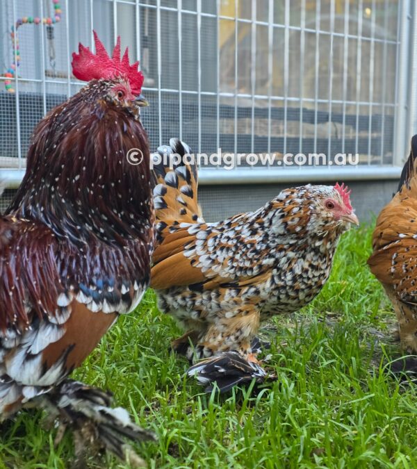 Belgian D'uccle Fertile egg (each) - Image 10