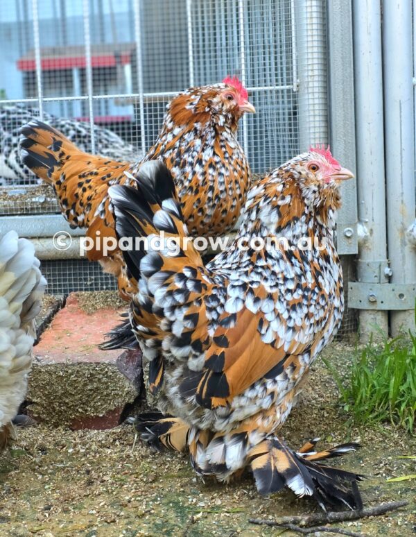 Belgian D'uccle Fertile egg (each) - Image 26