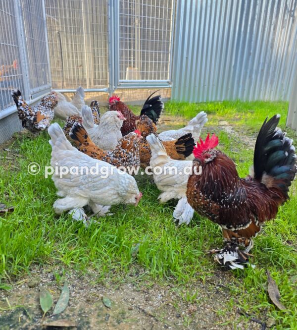 Belgian D'uccle Fertile egg (each) - Image 12