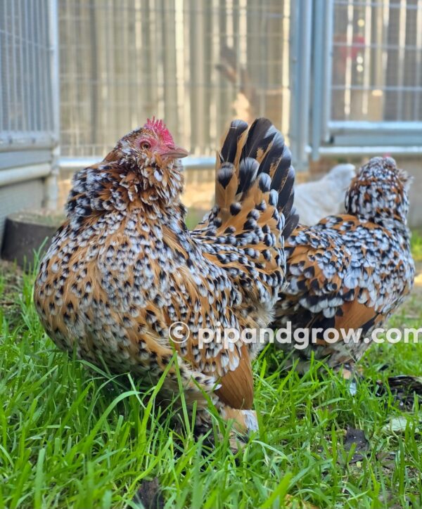 Belgian D'uccle Fertile egg (each) - Image 16