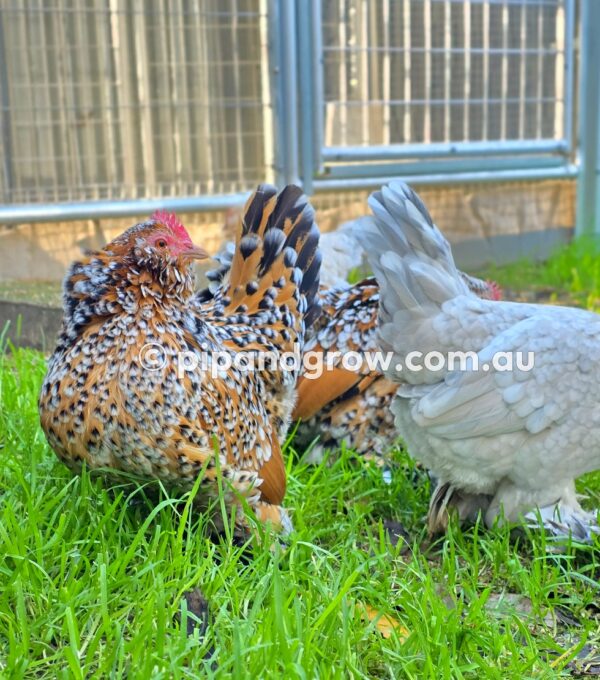 Belgian D'uccle Fertile egg (each) - Image 27