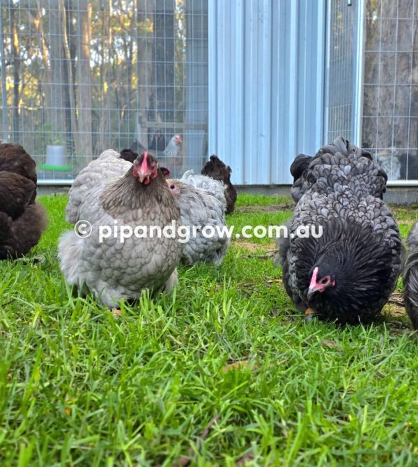 Bantam Orpington Fertile egg (each) - Image 13