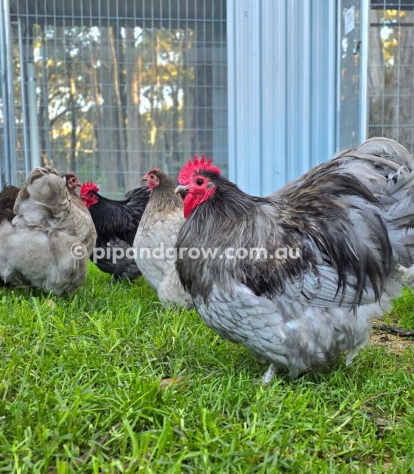 Bantam Orpington Fertile egg (each) - Image 5