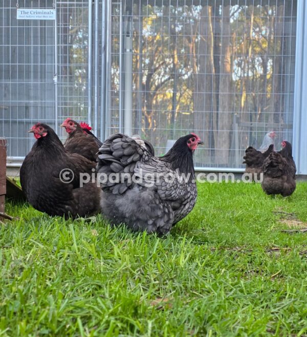 Bantam Orpington Fertile egg (each) - Image 9