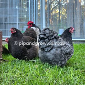 *Finished breeding for the season* Bantam Orpington Fertile egg (each)