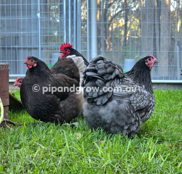 Bantam Orpington Fertile egg (each) - Image 10
