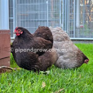 Mauve & Chocolate Bantam Orpington Fertile egg (each)