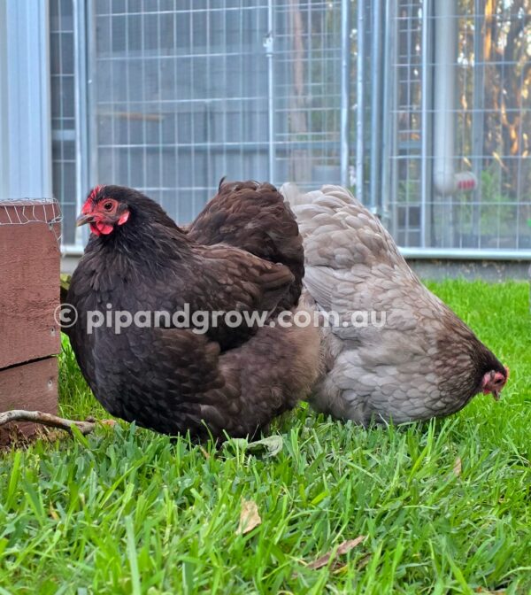 Mauve & Chocolate Bantam Orpington Fertile egg (each) - Image 30