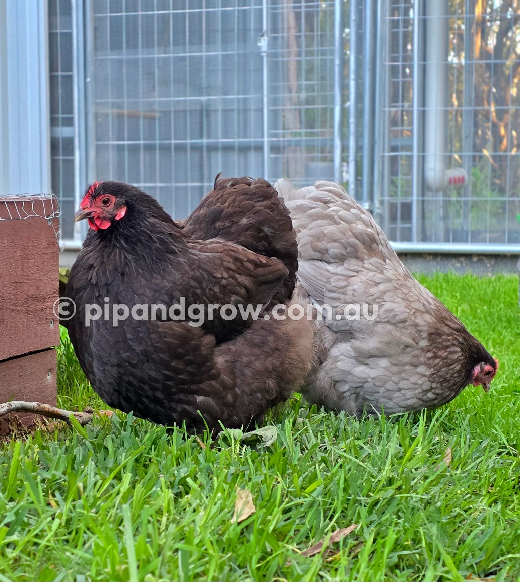 Mauve & Chocolate Bantam Orpington Fertile egg (each)