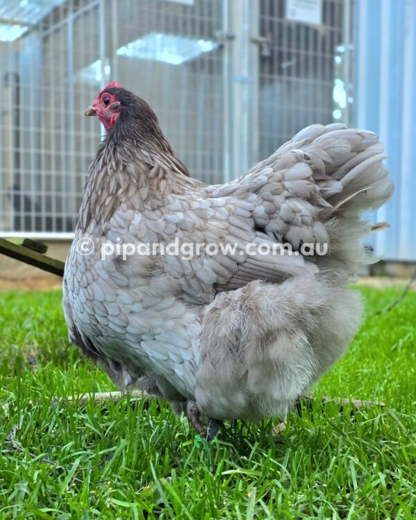 Mauve & Chocolate Bantam Orpington Fertile egg (each) - Image 7