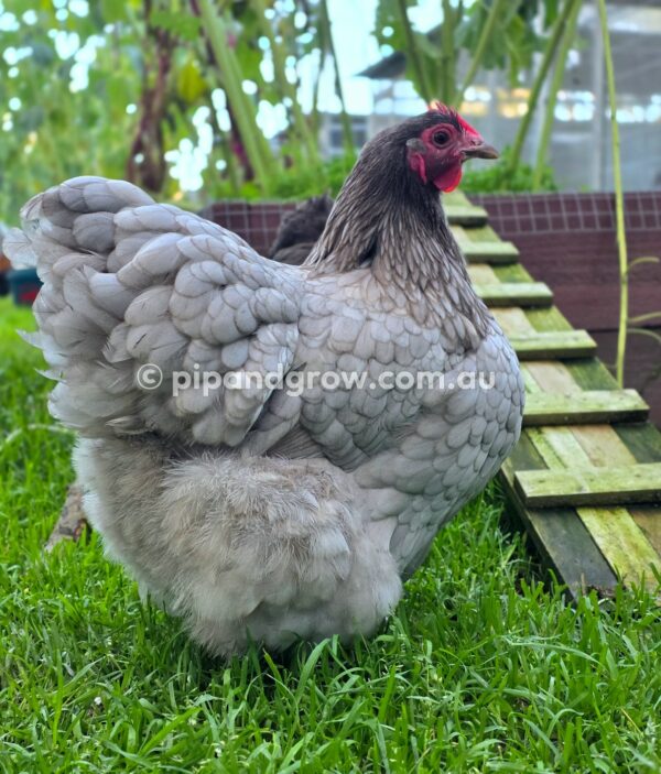 Mauve & Chocolate Bantam Orpington Fertile egg (each) - Image 29