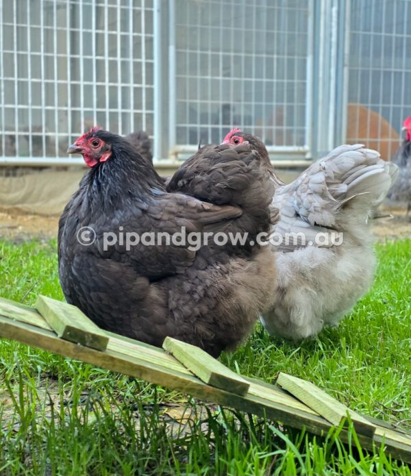 Mauve & Chocolate Bantam Orpington Fertile egg (each) - Image 14