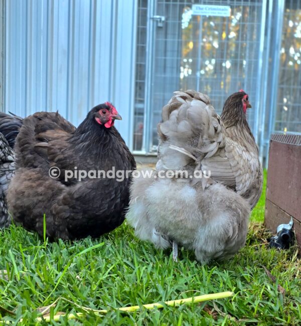 Mauve & Chocolate Bantam Orpington Fertile egg (each) - Image 8
