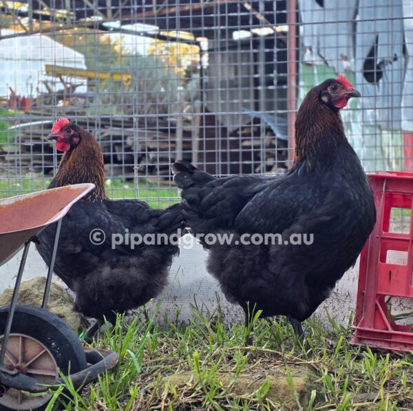 Copper Marans Fertile egg (each) - Image 7