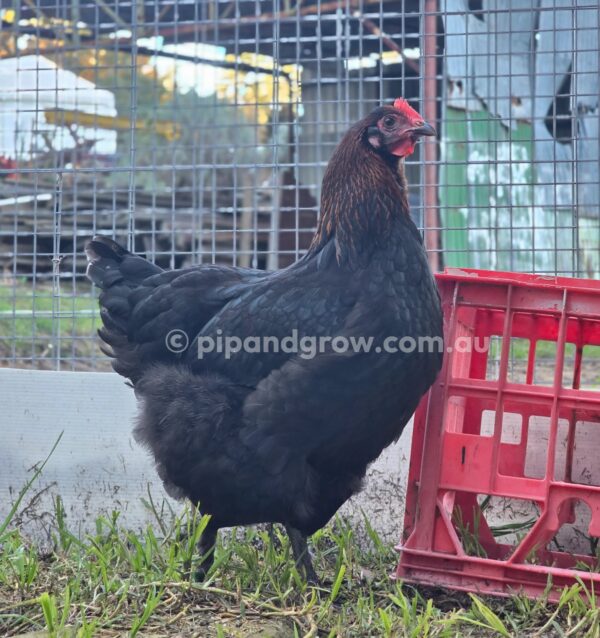 Copper Marans Fertile egg (each) - Image 25