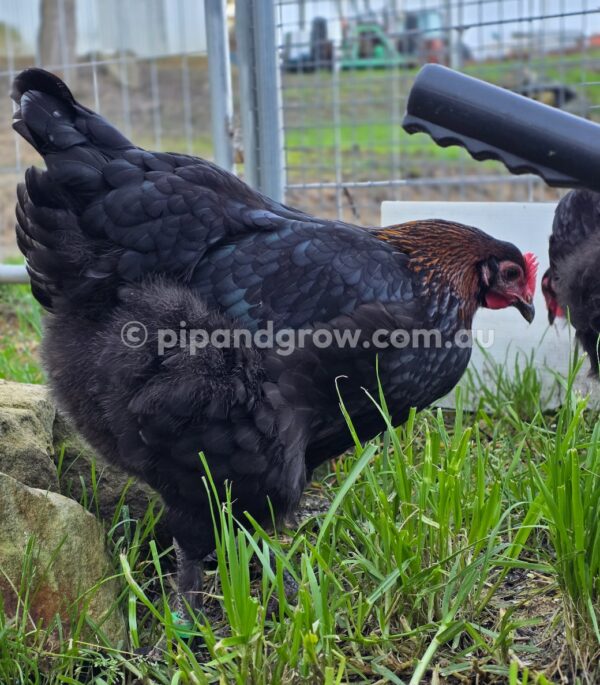 Copper Marans Fertile egg (each) - Image 14