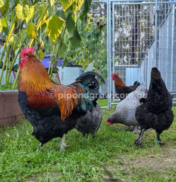 Copper Marans Fertile egg (each) - Image 8