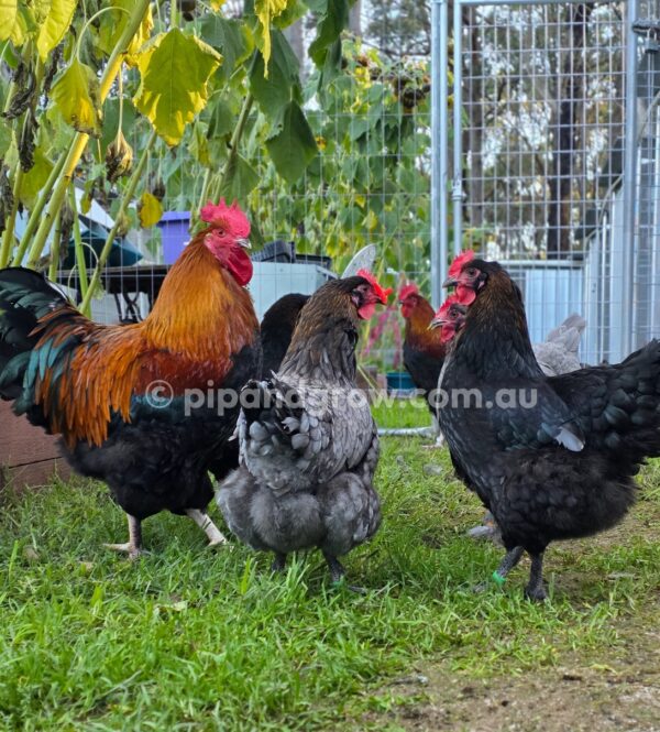 Copper Marans Fertile egg (each) - Image 24