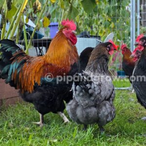 Copper Marans Fertile egg (each)