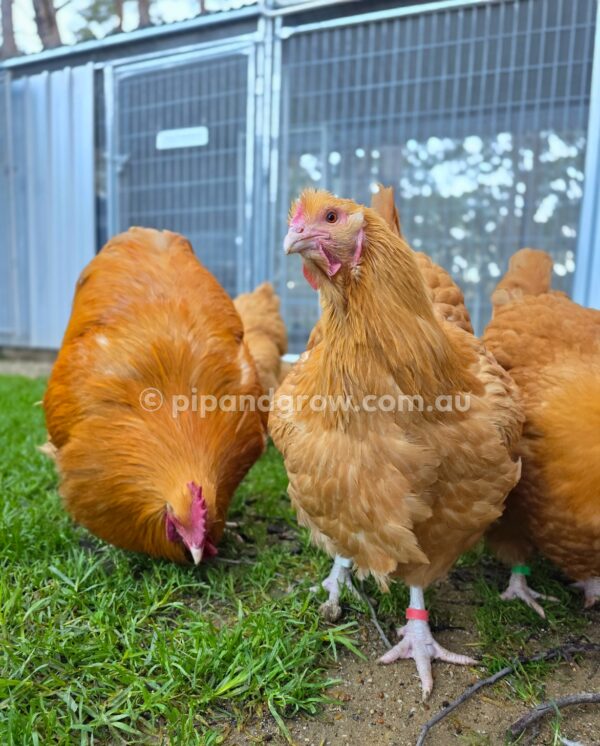 Buff Orpington Fertile egg (each) - Image 27